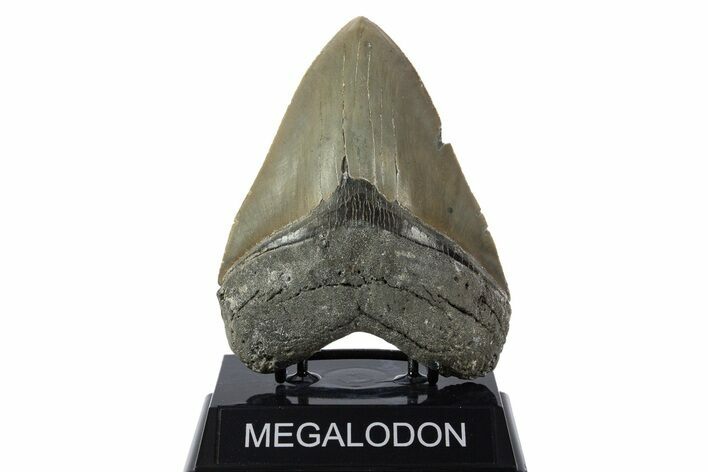 Serrated, Fossil Megalodon Tooth - North Carolina #346331